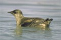 Murrelet in water