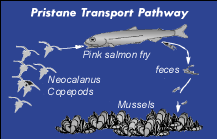 Pristane Tansport Pathway